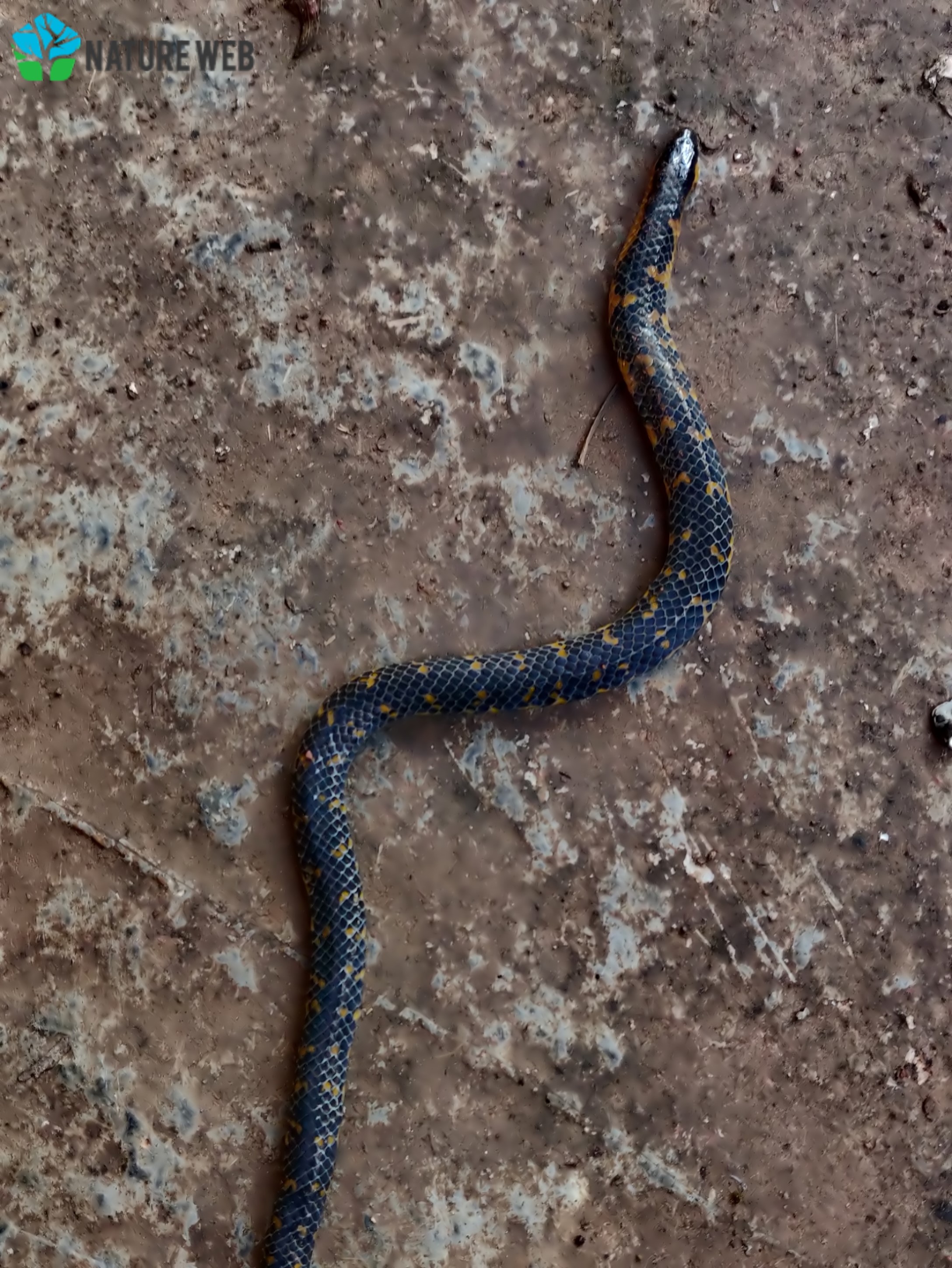 Mahabaleshwar Shieldtail